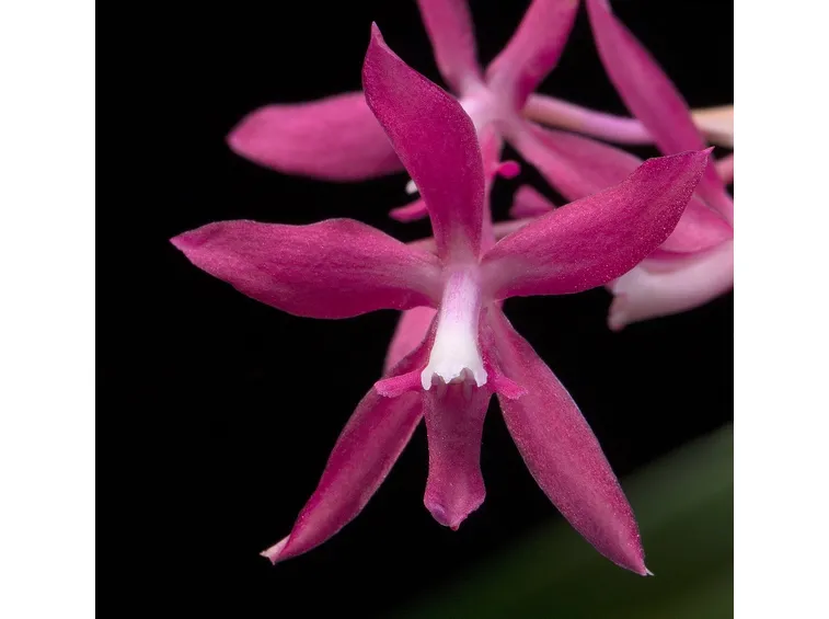 cochlioda vulcanica