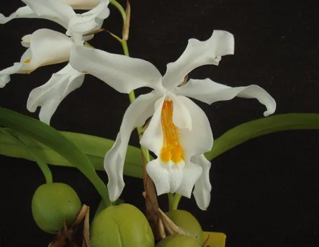 Coelogyne cristata