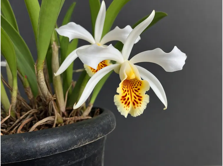 Coelogyne pianta