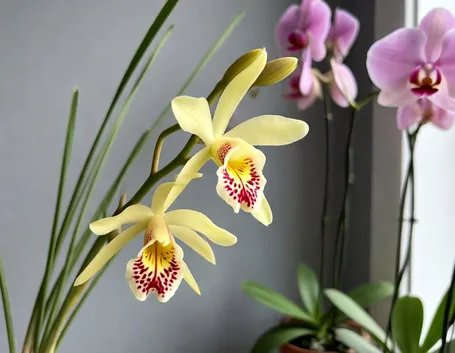 cymbidium