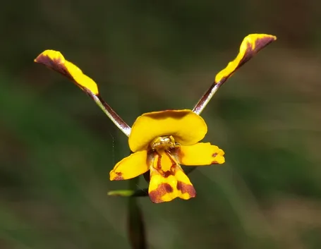 Diuris semiunulata