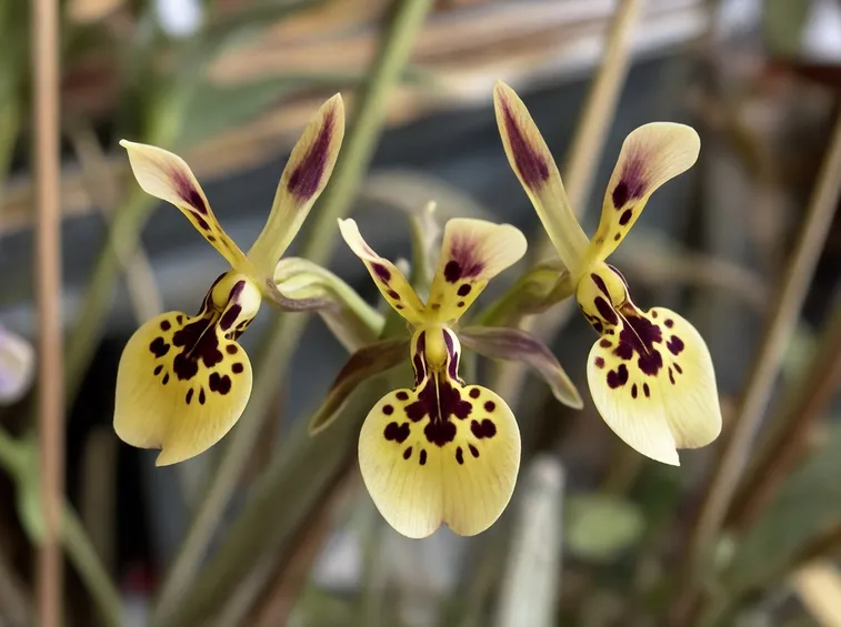 orchidea Diuris pardina