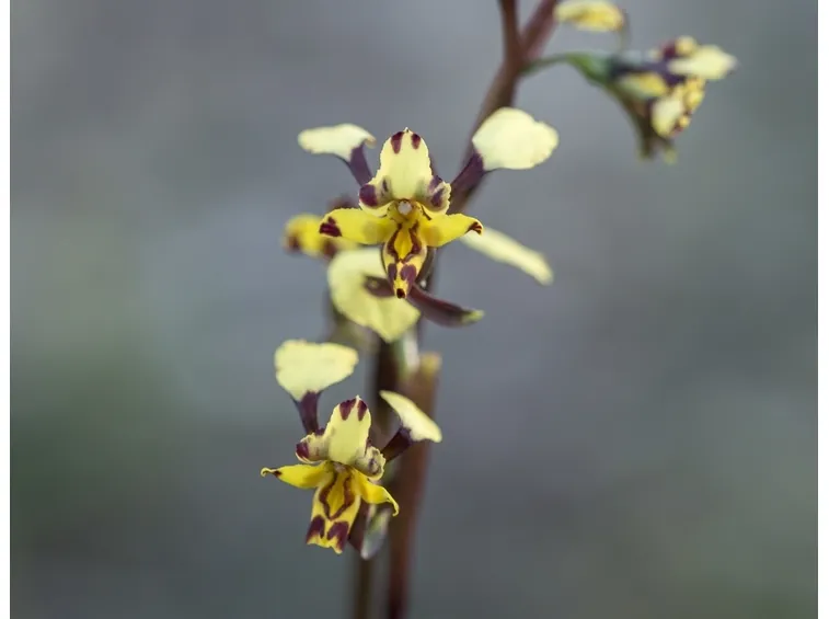 fiori diuris pardina