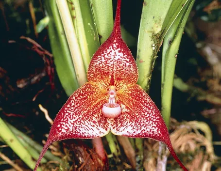 Dracula orchidea