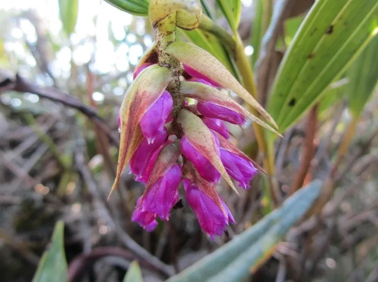 elleanthus fiore