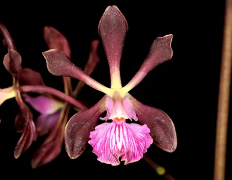 Encyclia