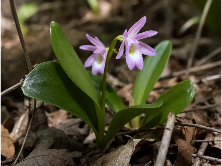 pianta Galearis