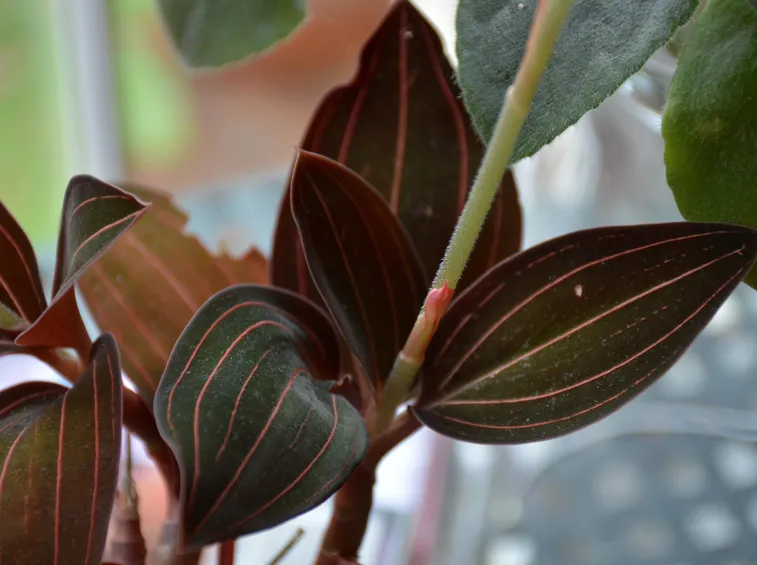 foglie di Ludisia