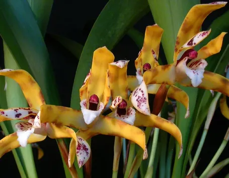 orchidea maxillaria picta