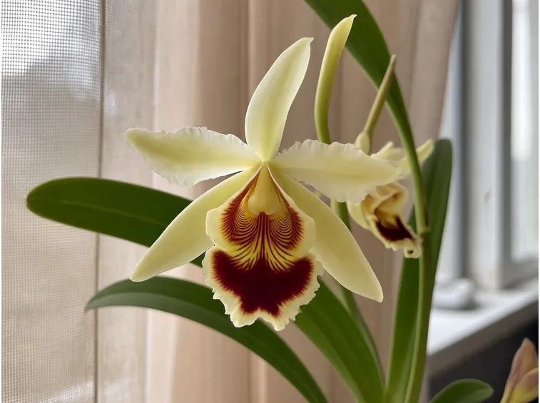 pianta Miltonia