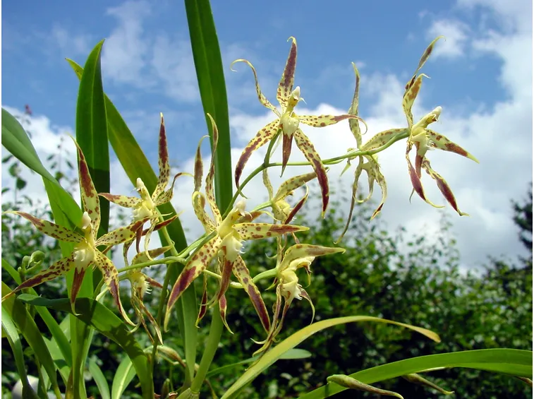 orchidea