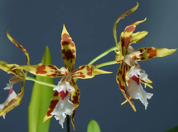 orchidea