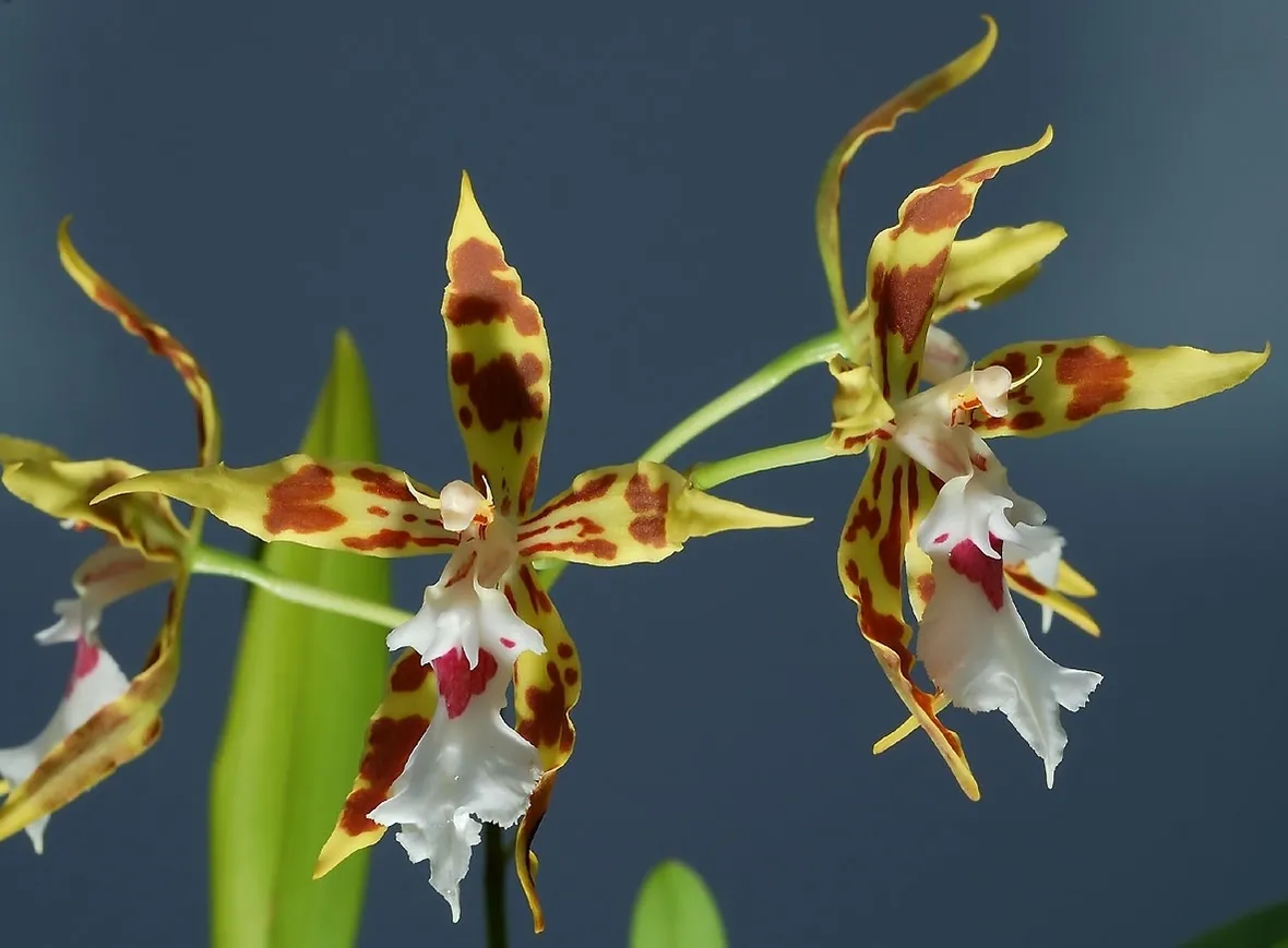 orchidea