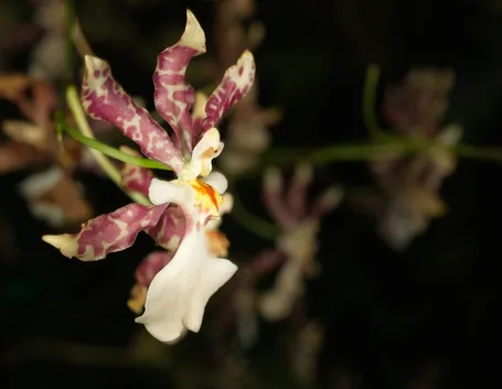 Oncidium tigrinum