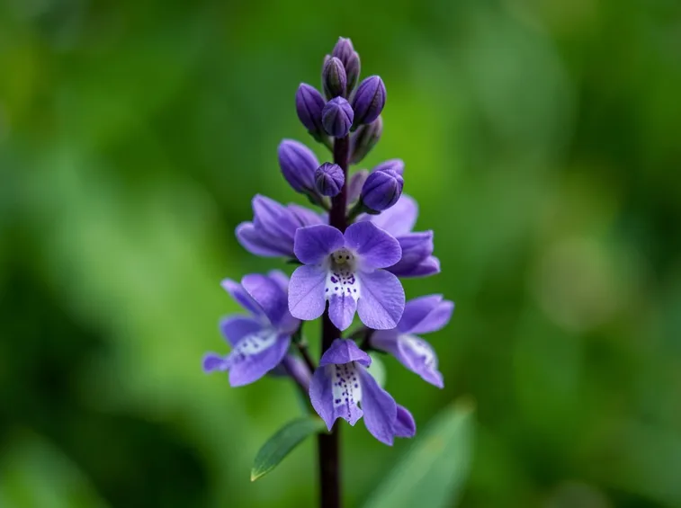 orchidea