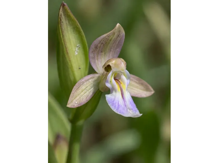 Coltivazione orchidee