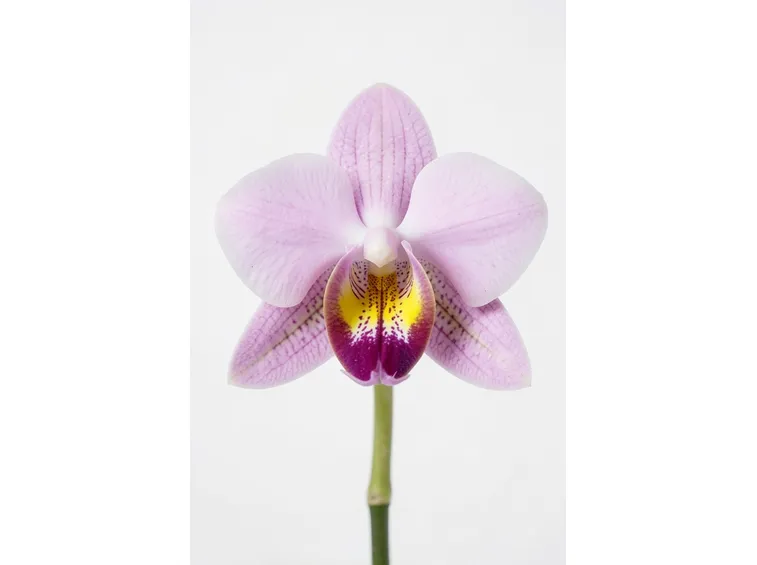 orchidee