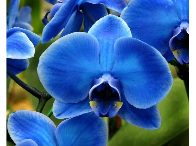 Orchidea blu