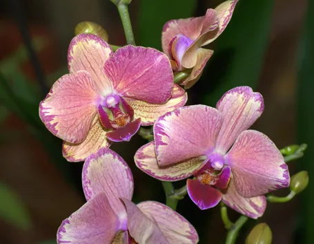 Orchidee Phalaenopsis