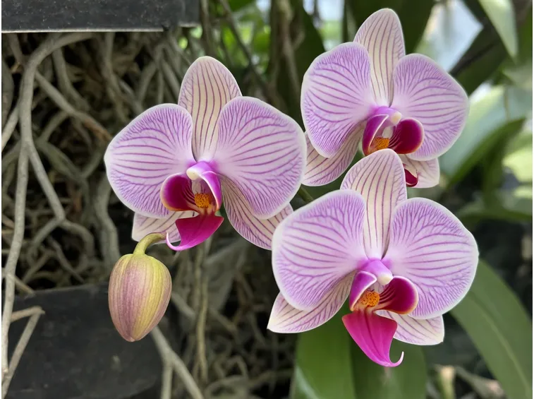 pianta Phalaenopsis