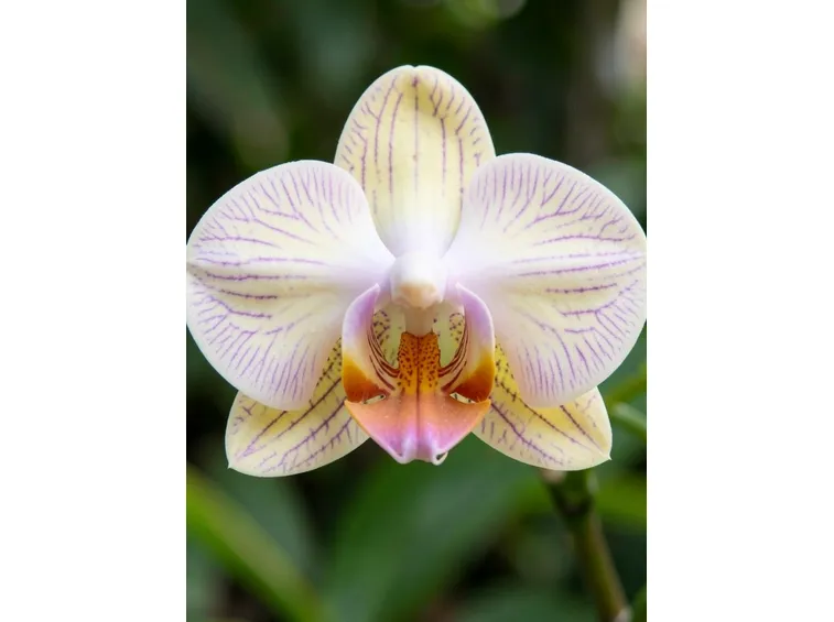 orchidea