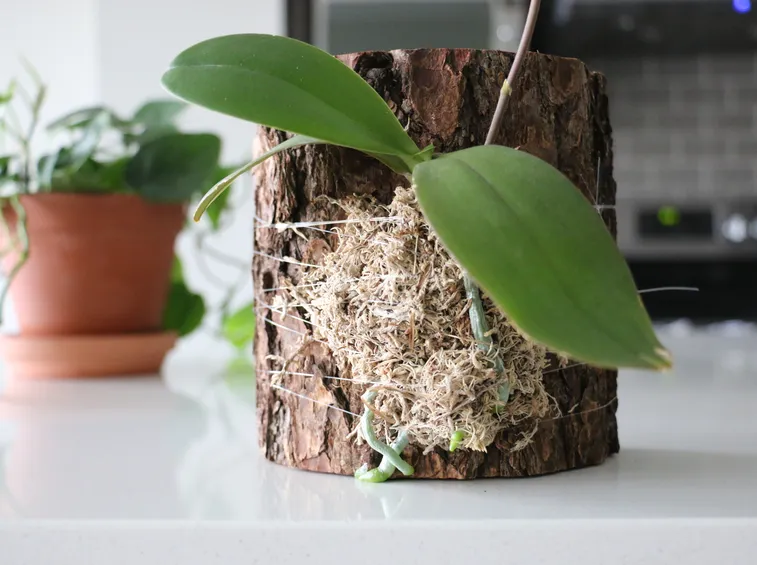 terreno orchidea