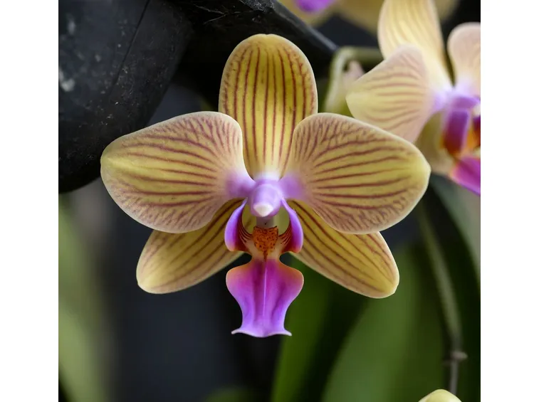 Lueddemanniana