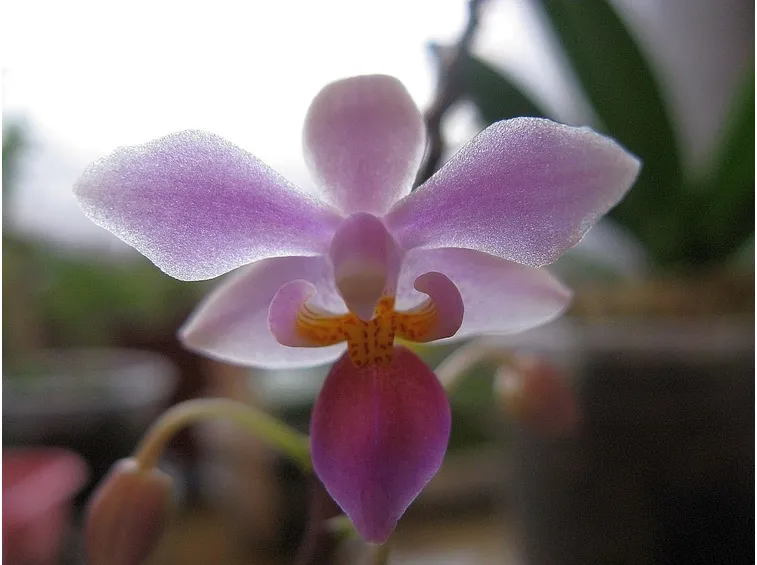 Phalaenopsis rosea