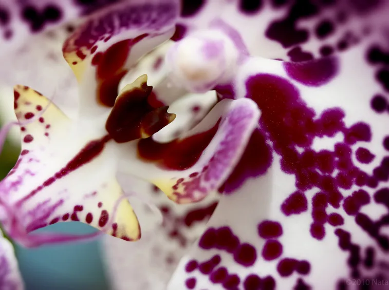 dettaglio phalaenopsis