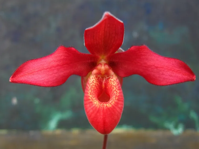 orchidea terreno