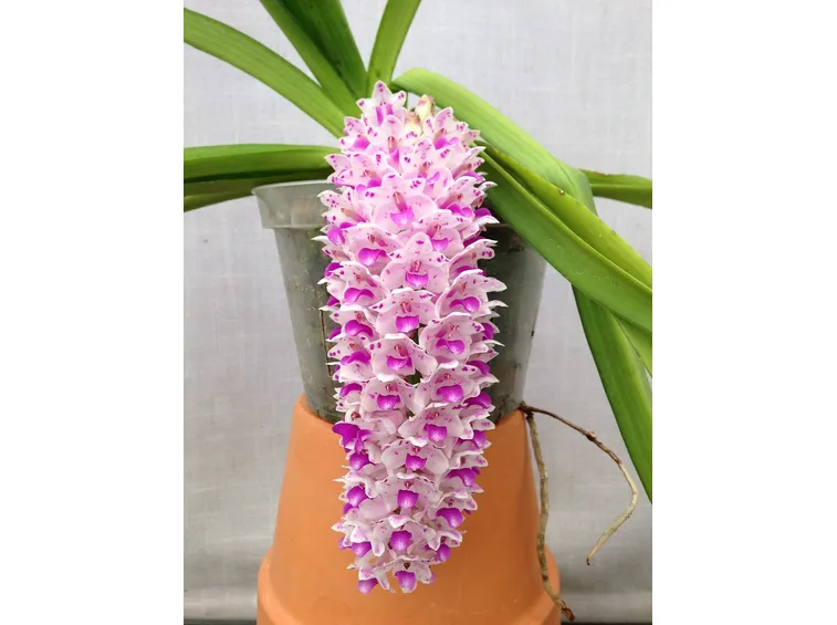 Rynchostylis