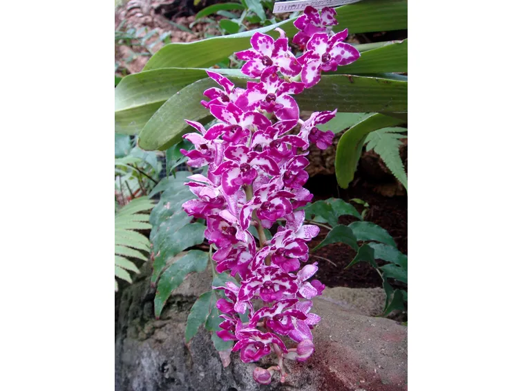 orchidea