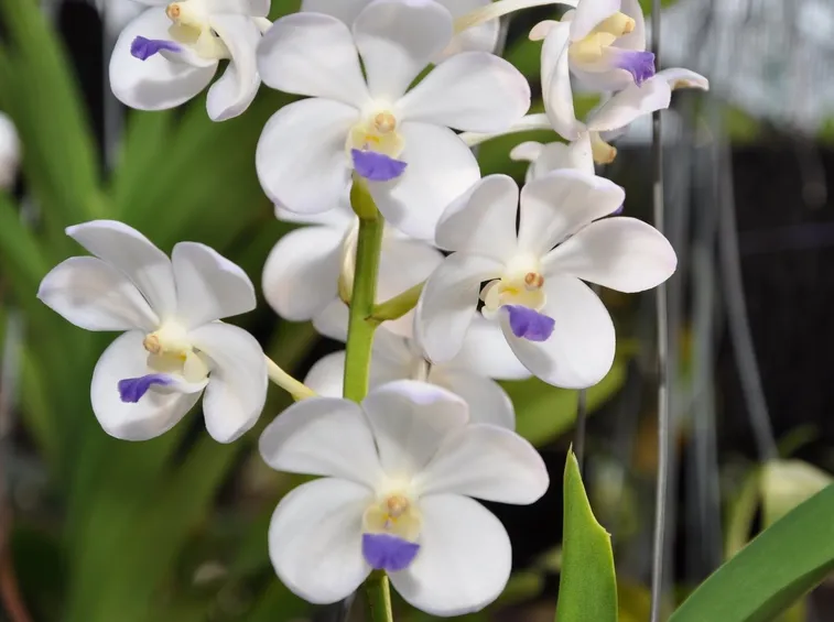 orchidea rhynchostylis