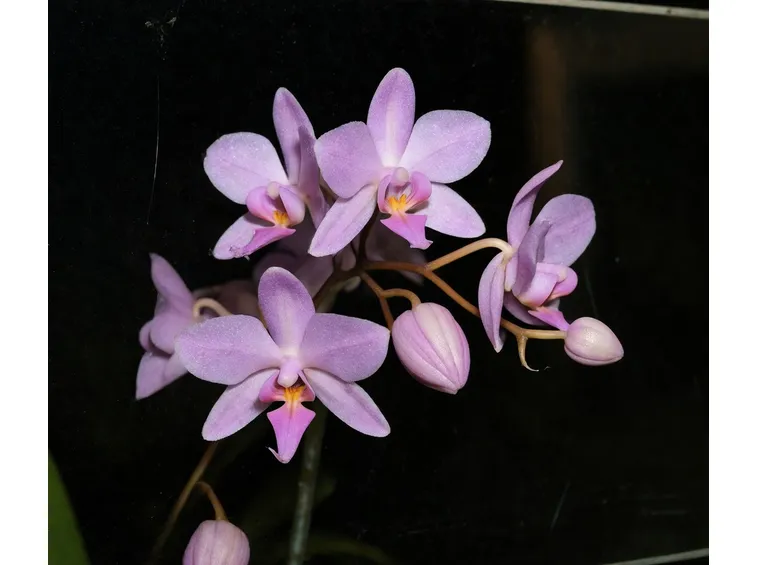 orchidea fiori