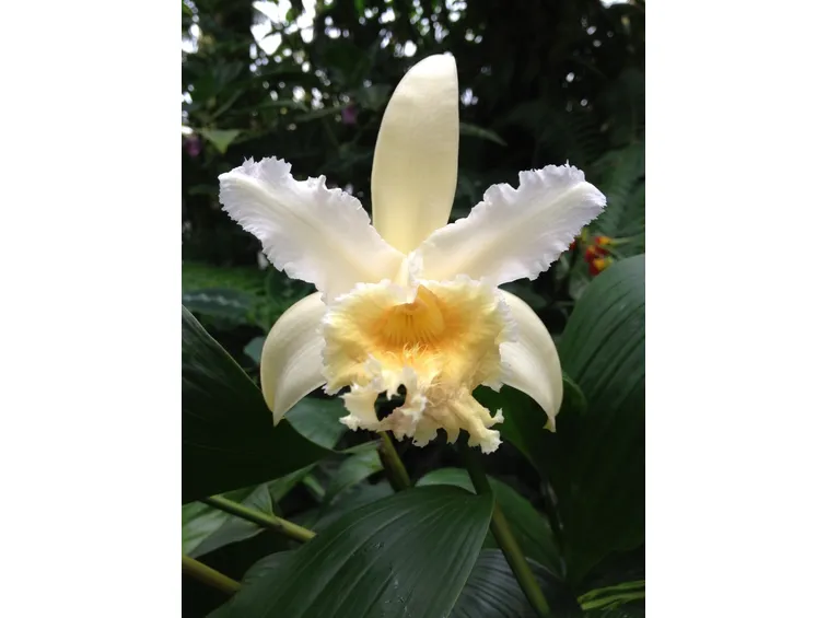 Sobralia