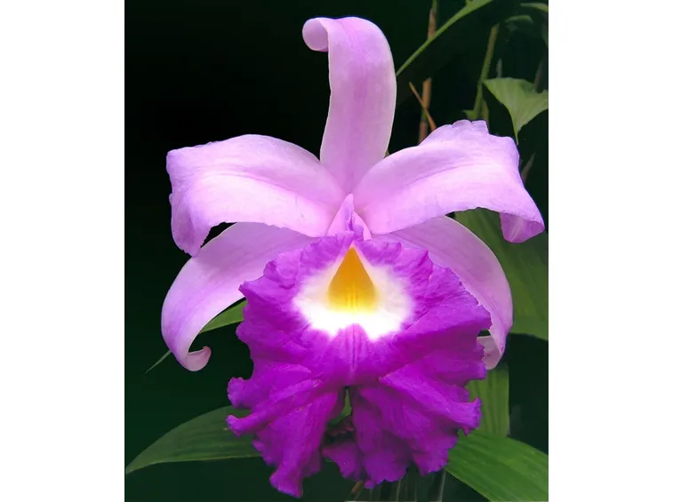 sobralia