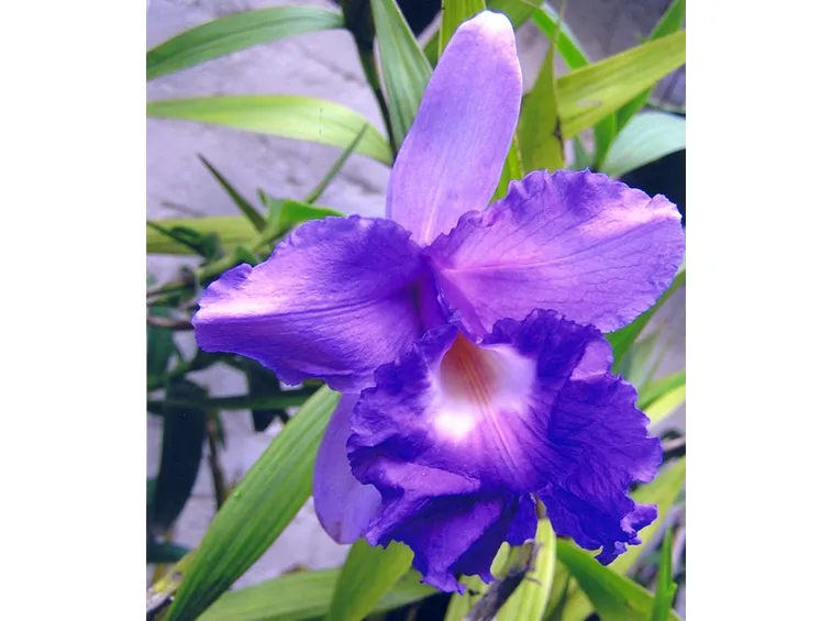 orchidea