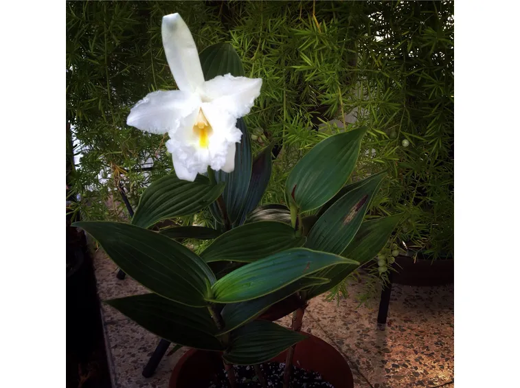 orchidea sobralia