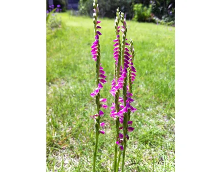 Spiranthes