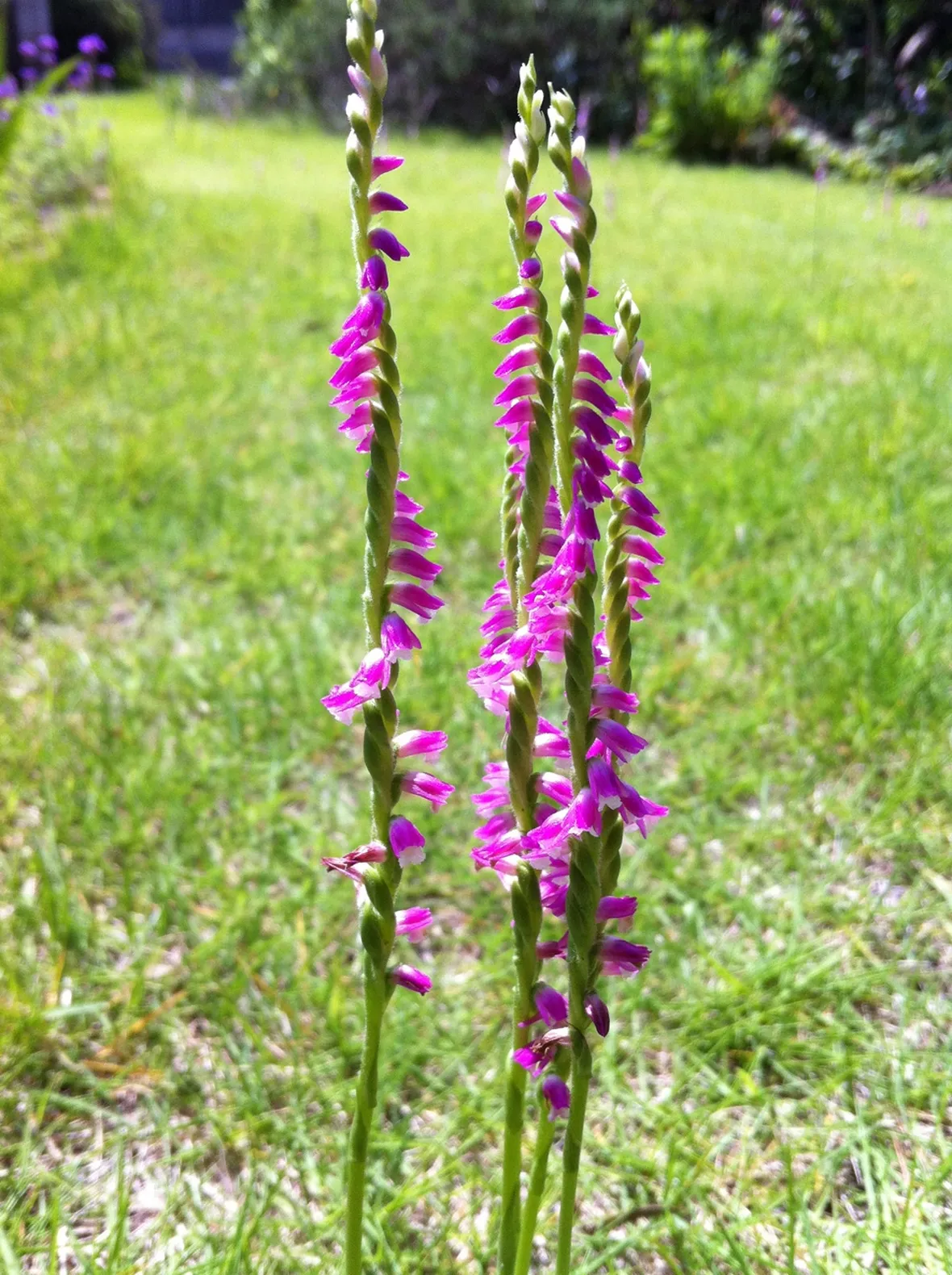 Spiranthes