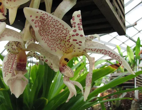 Stanophea