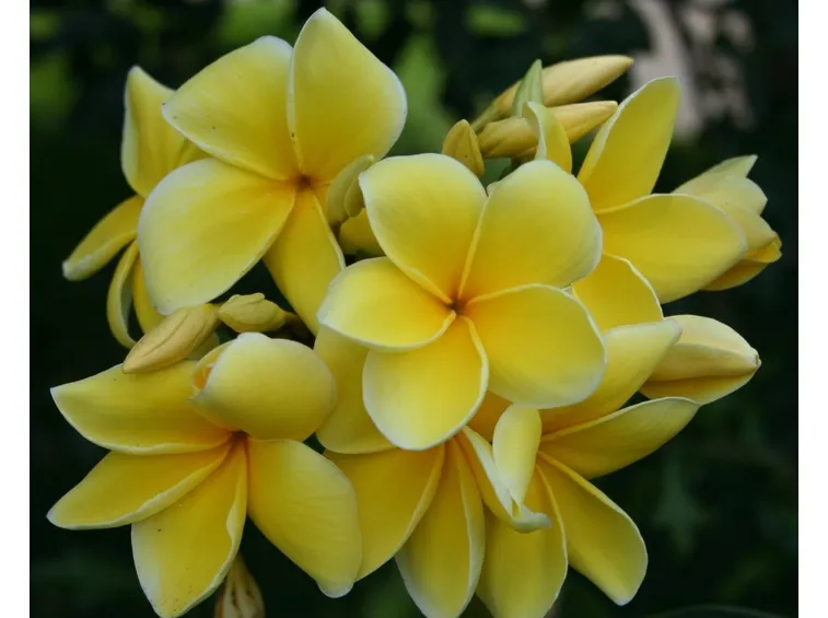 fiori plumeria