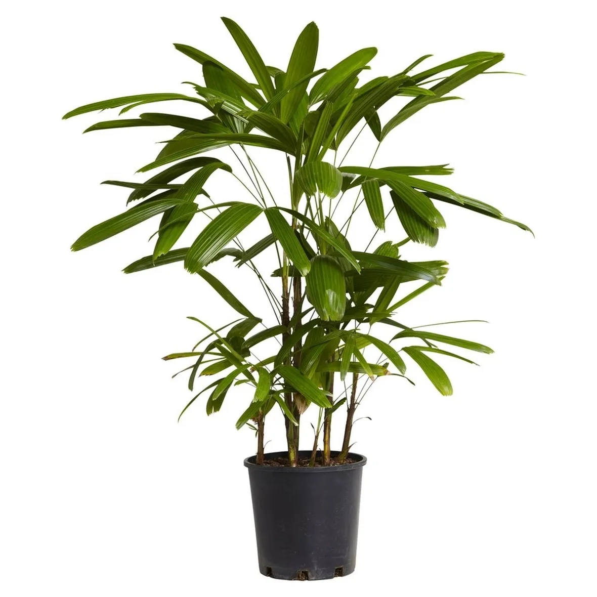 Rhapis
