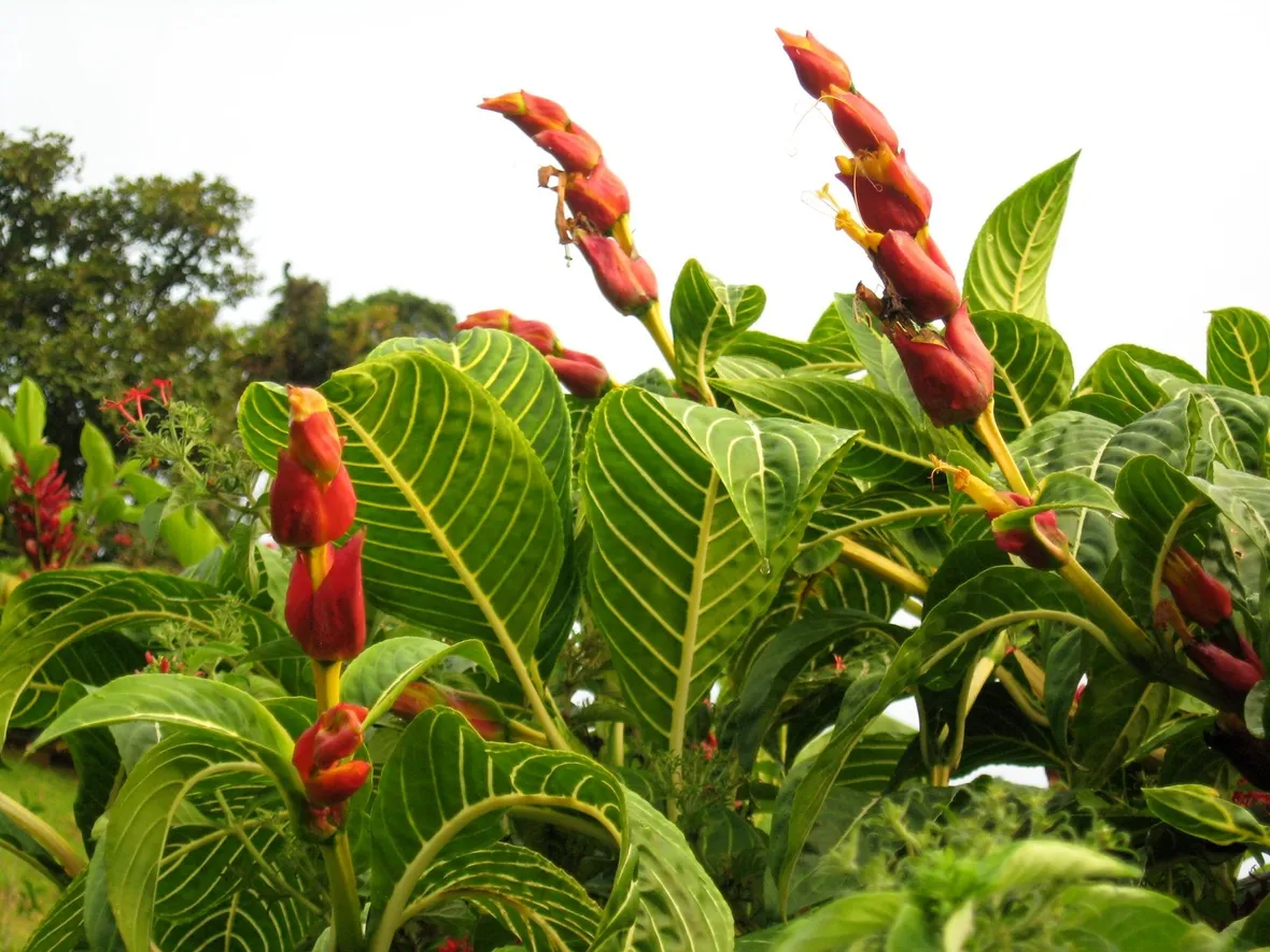 Sanchezia