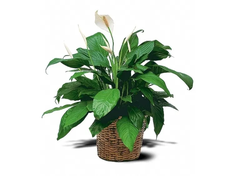 Annaffiature Spathiphyllum