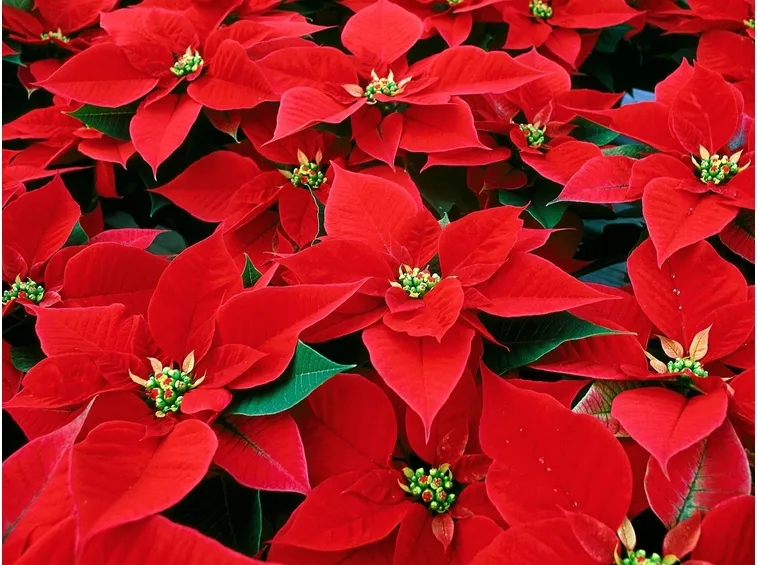 Stella di Natale