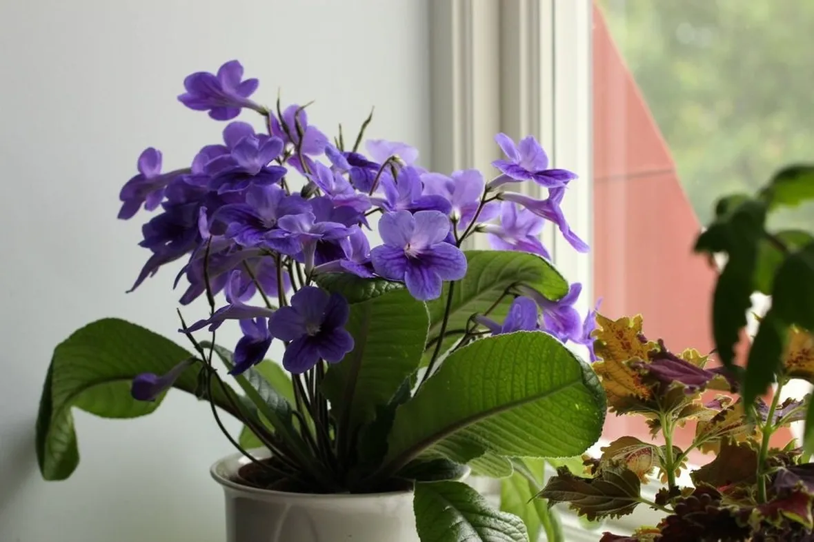Streptocarpus