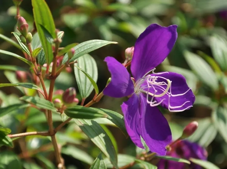 Tibucina fiore