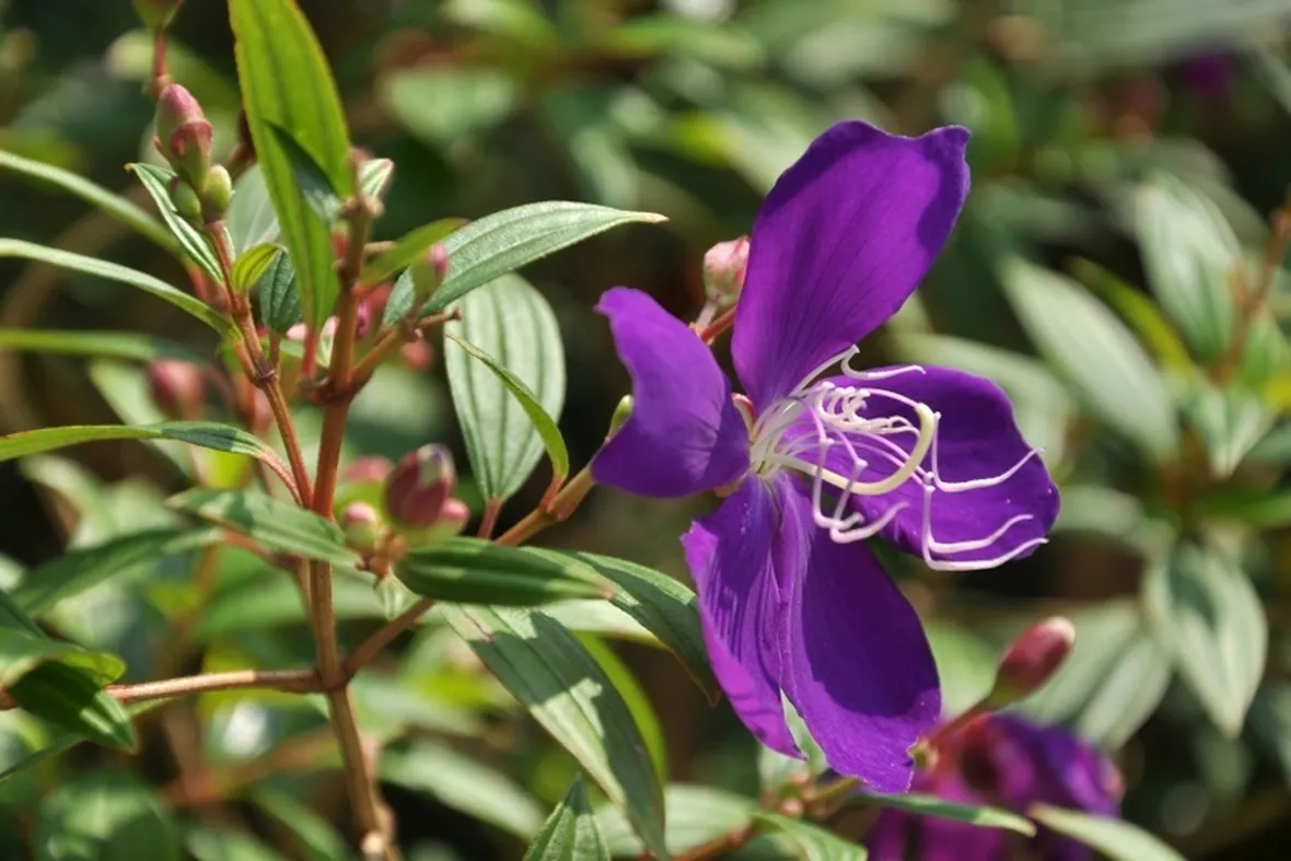Tibucina fiore