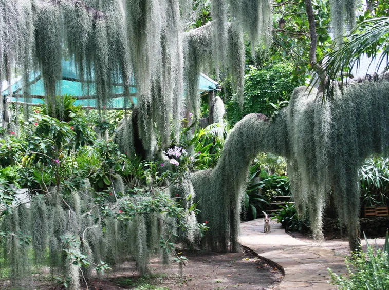 tillandsia usneoides